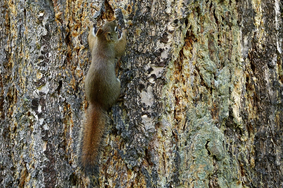 Wildlife wild forest