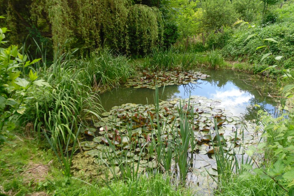 Mare field plant