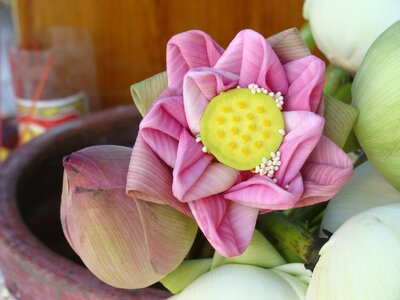 Lotus flower purple plant