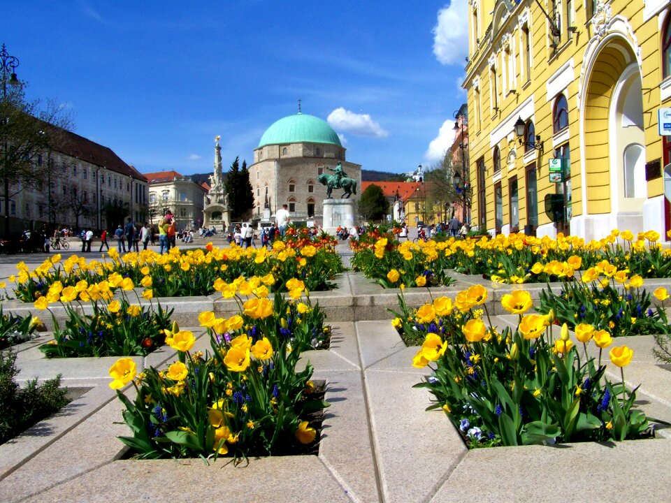Yellow tulip bed pecs széchenyi square