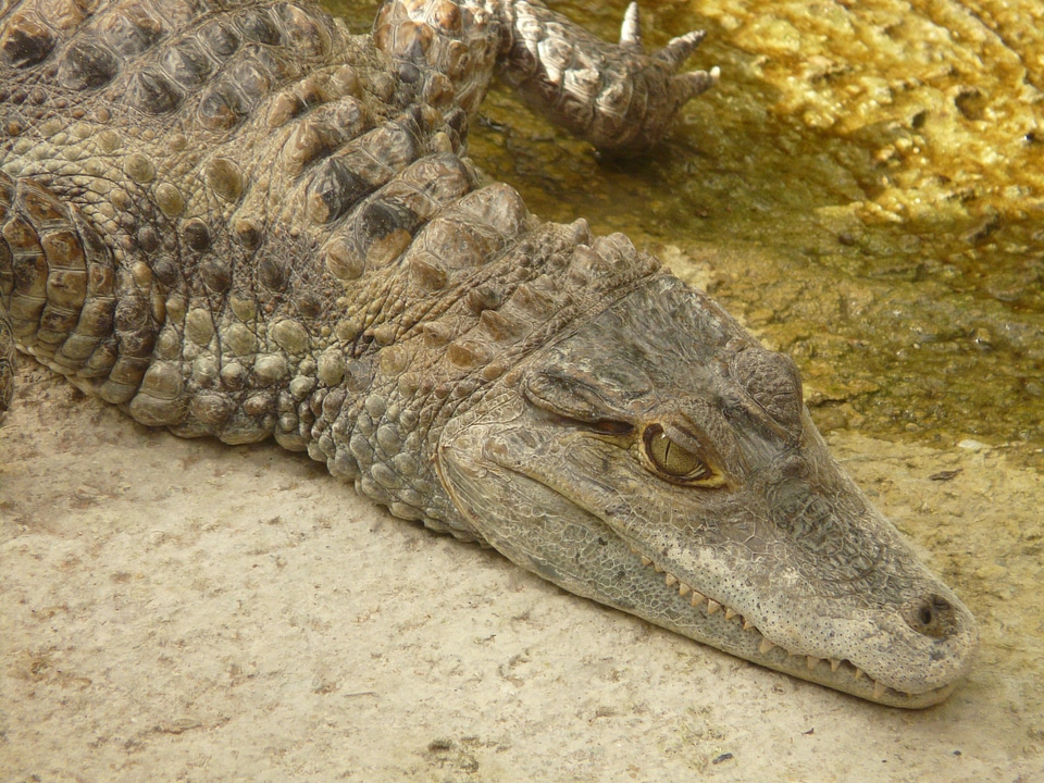 Alligatore alligatoridae hir