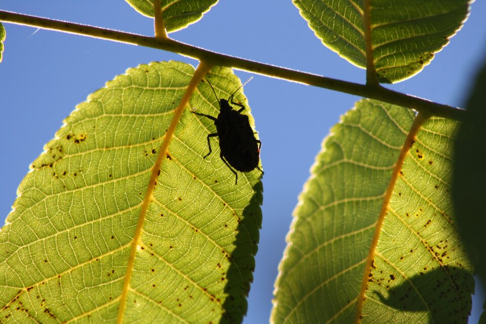 Bug leaf