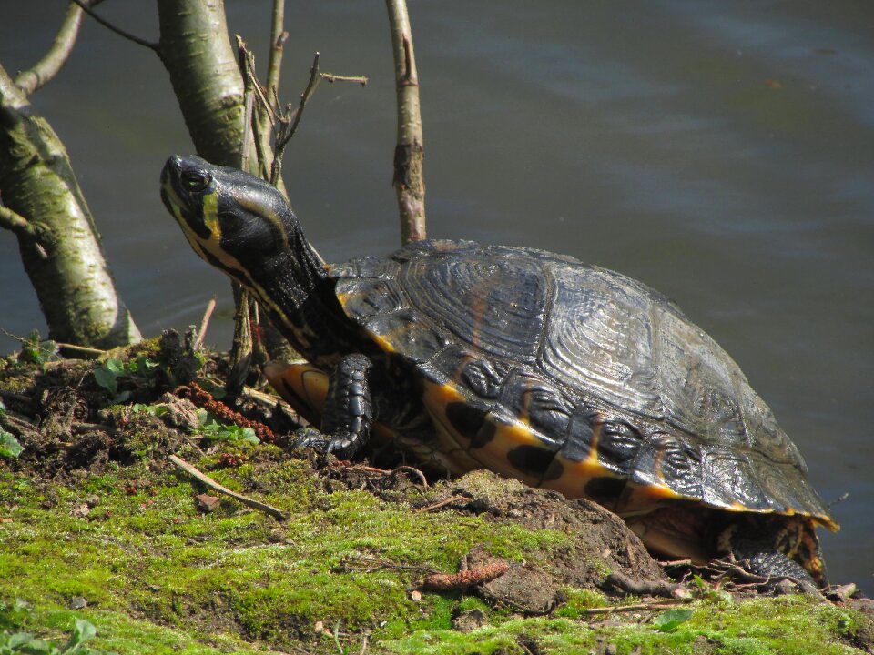 Reptile armored tortoise shell photo