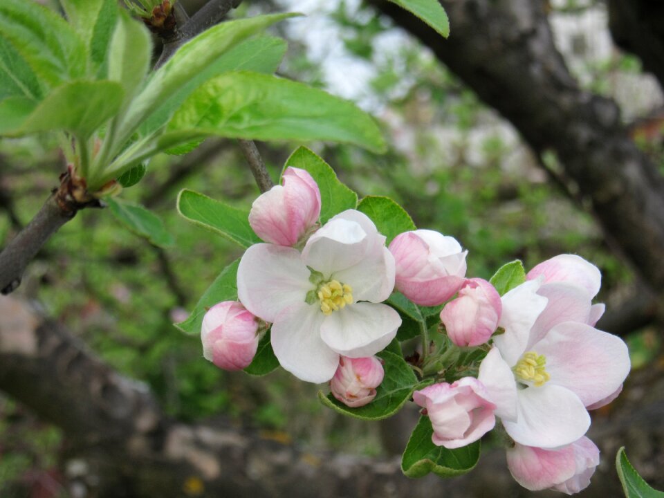Pink white spring