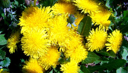 Dressing-gown dandelion yellow spring wildflower child láncfű