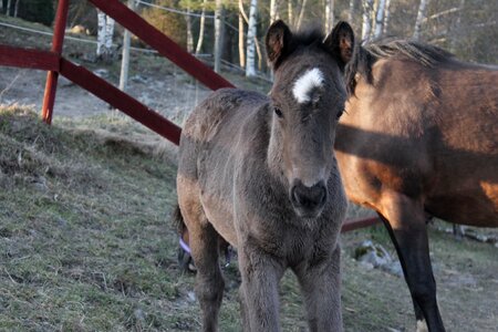 Grey cute pet