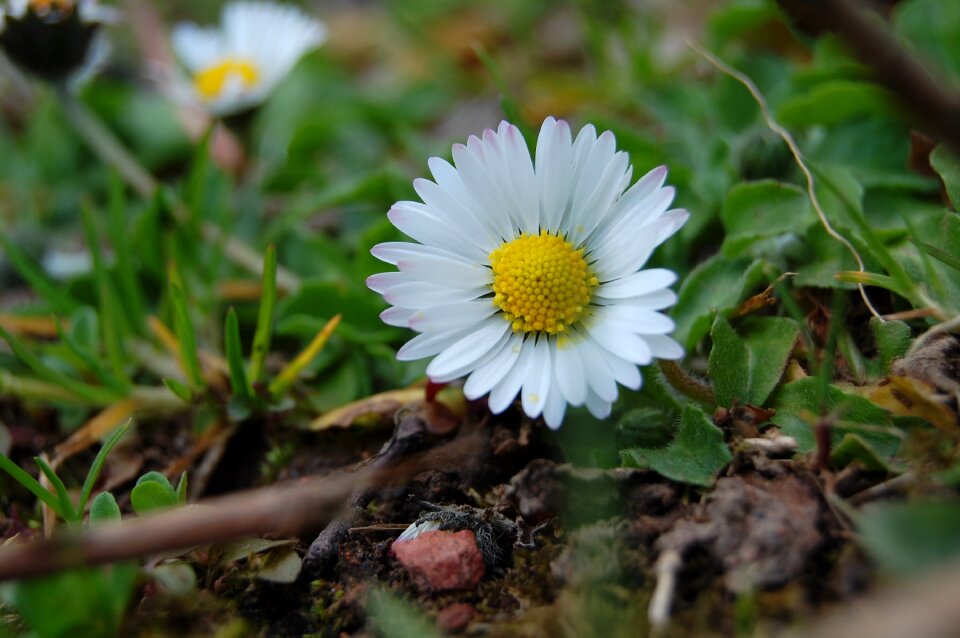 Nature spring blossom