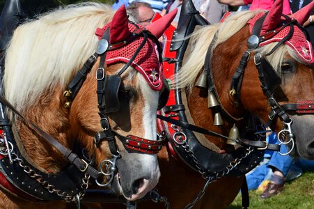 Horses horse coach