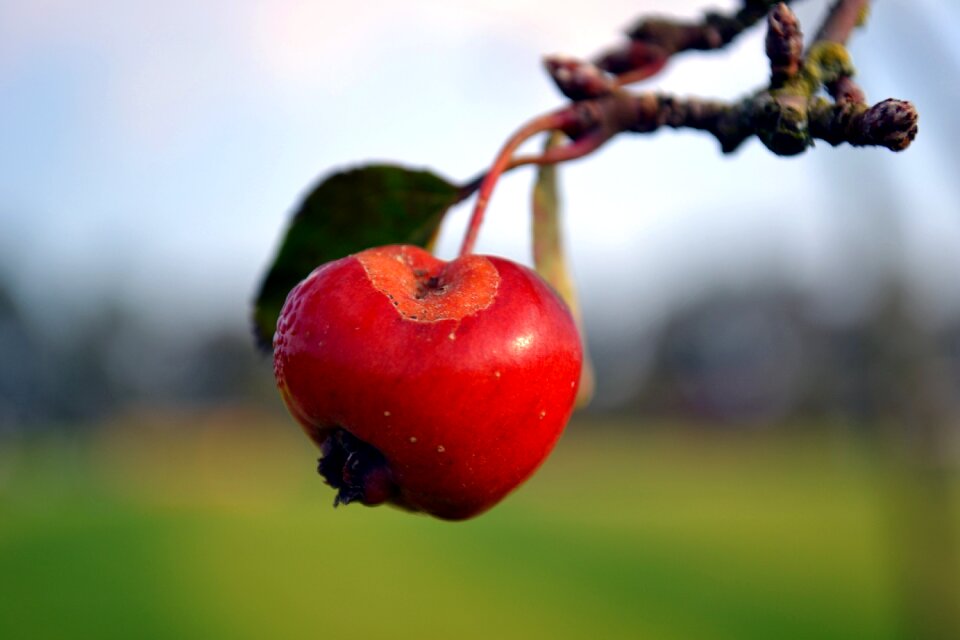 Ripe fruit apple tree