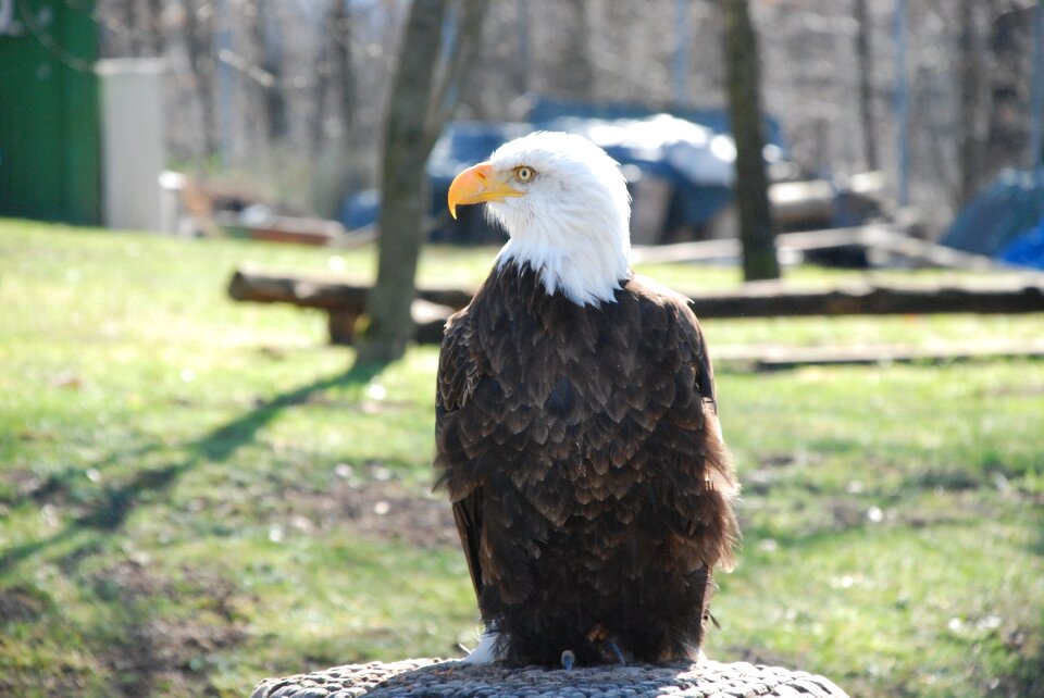 Animal bird of prey white tailed eagle