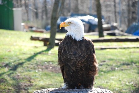 Animal bird of prey white tailed eagle