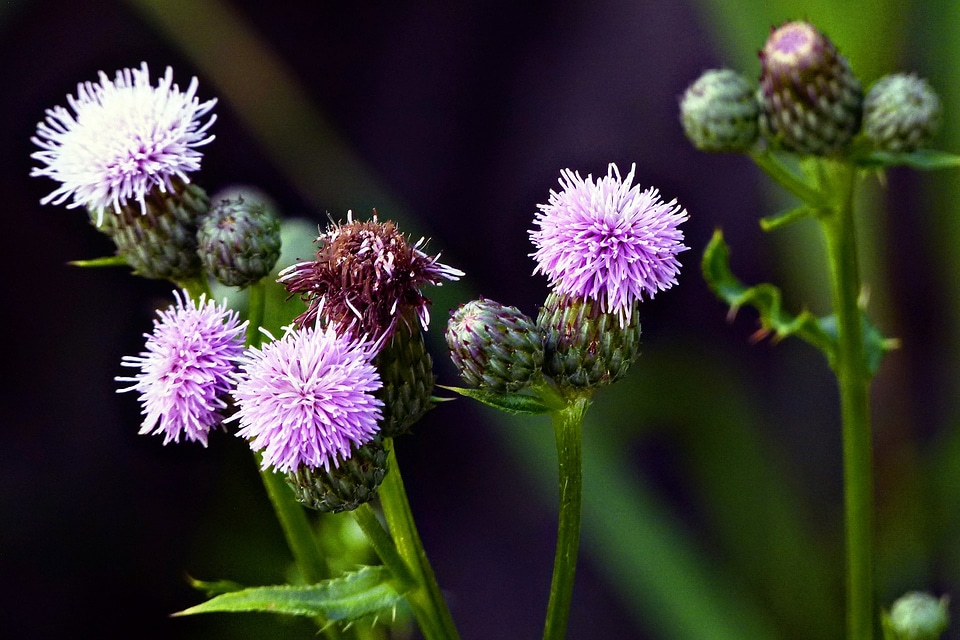 Wild bloom color