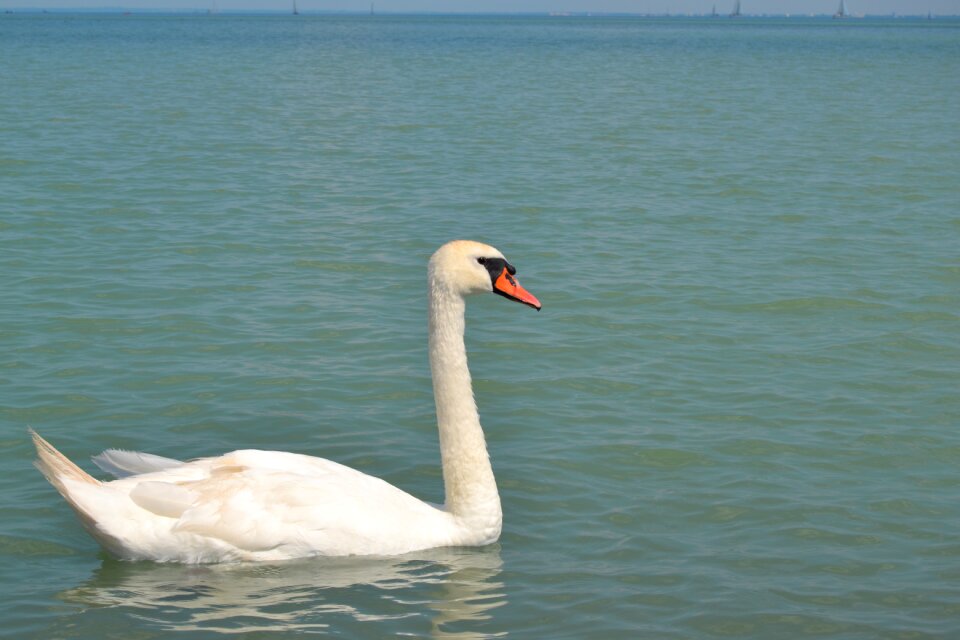 Water white national bird
