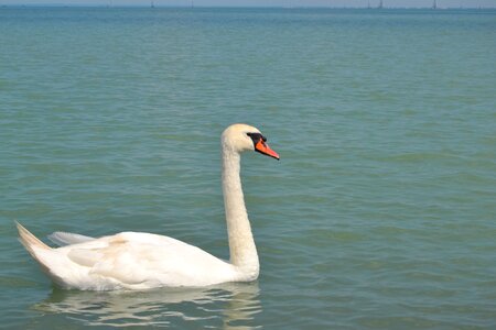 Water white national bird