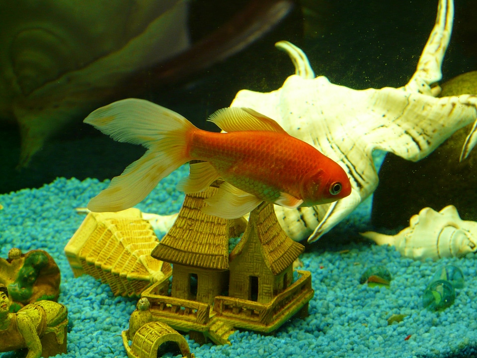 Swim aquarium freshwater fish