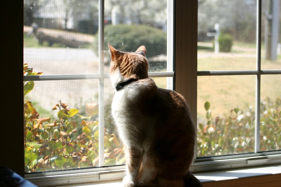 Window indoors pet