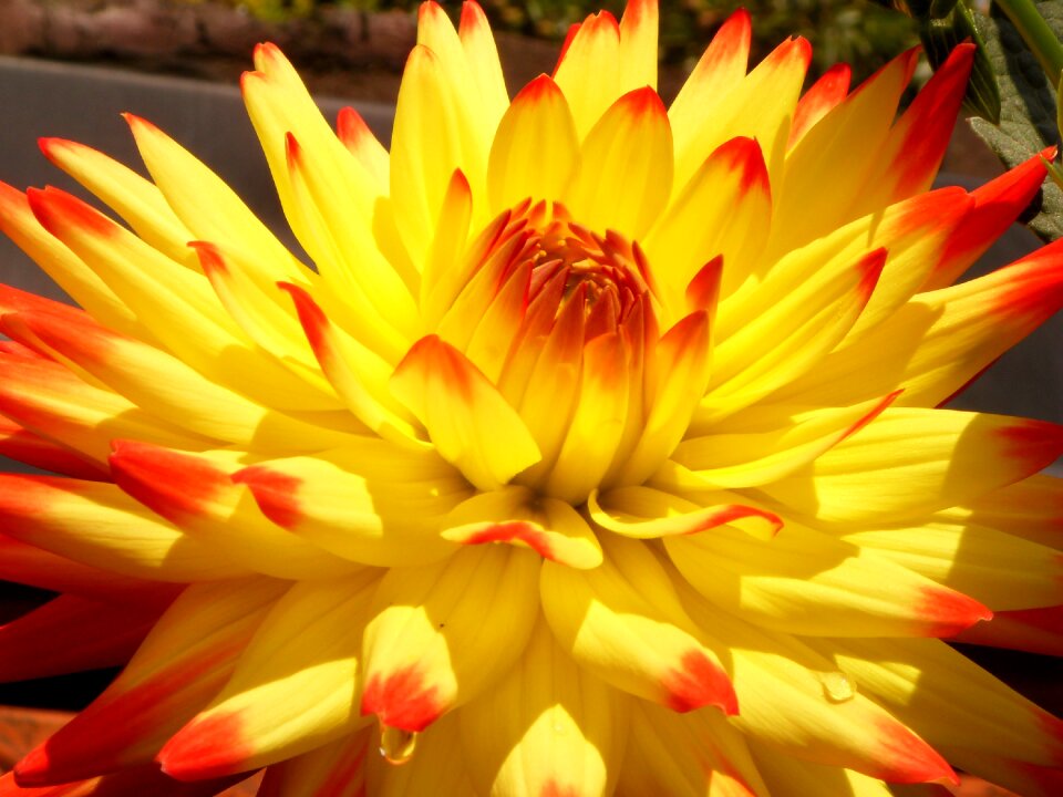 Bloom dahlia garden late summer