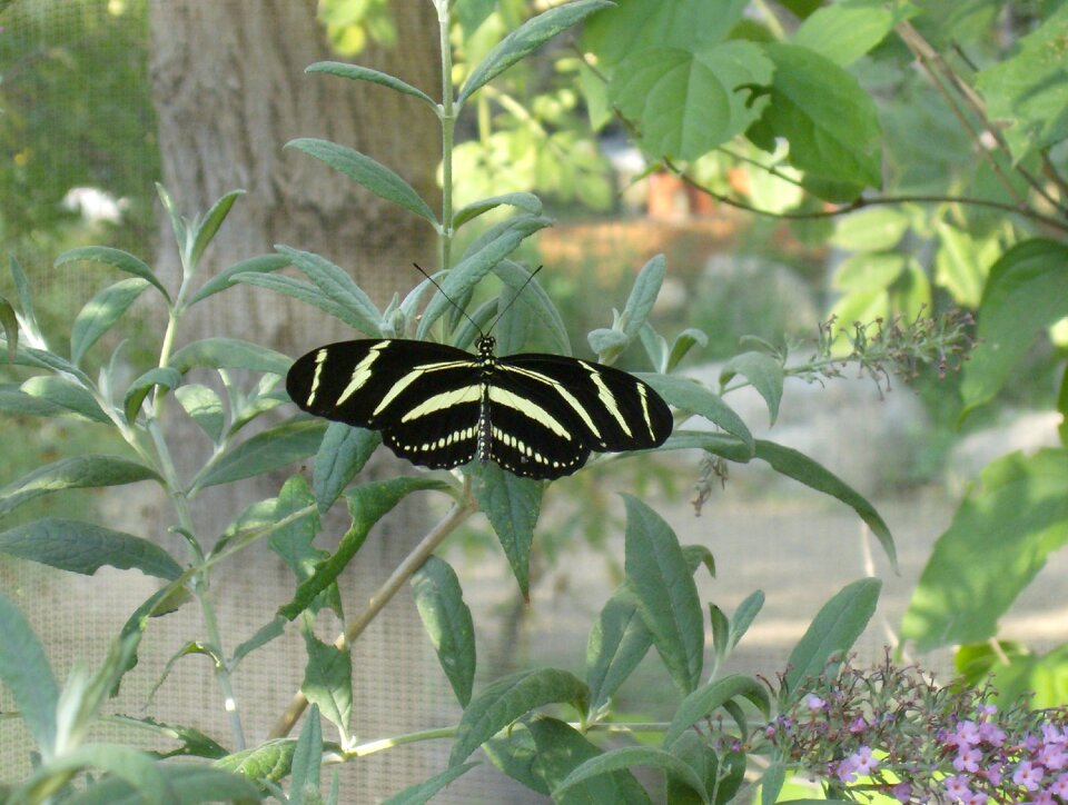 Garden nature resting