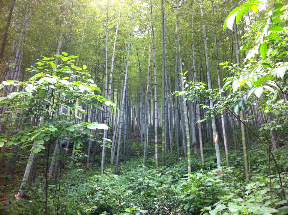 Nanshan bamboo spring