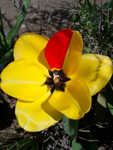 Yellow red spring