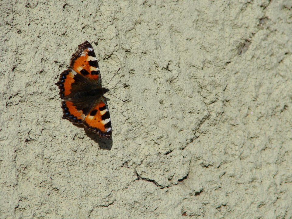 Butterfly masonry the insect