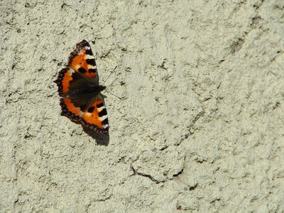 Butterfly masonry the insect photo