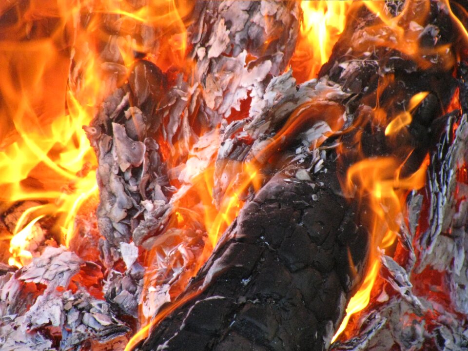 Bonfire fire forest