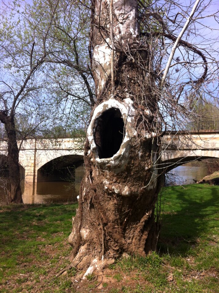 Old nature trunk