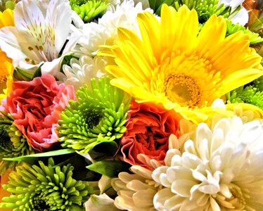 Gerbera lily garden