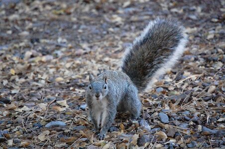 Nature park animal