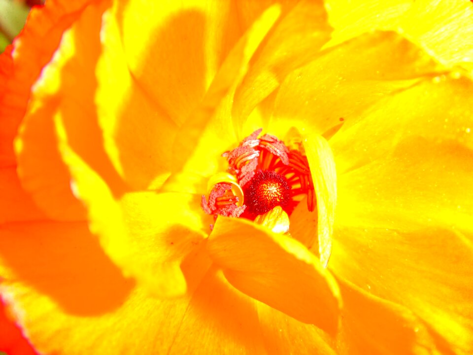Blossom bloom close up
