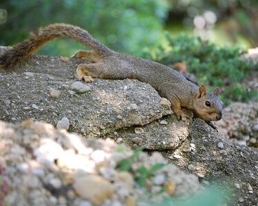 Cute mammal animal