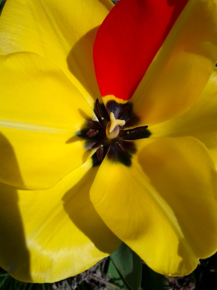 Yellow red spring