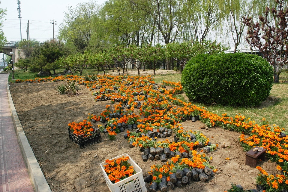 Flower garden spring planting gardening