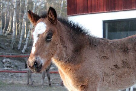 Brown stable
