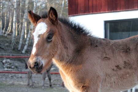 Brown stable photo