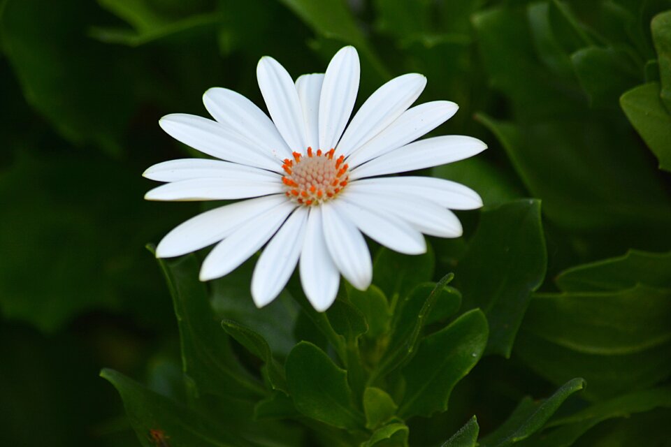 Plant plants nature