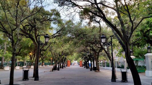 Puerto rico san juan trees photo