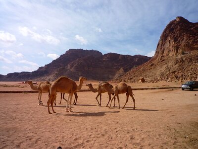 Desert camels sand