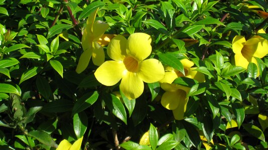 Easter flower flowers yellow