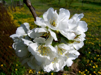 White flower fruit tree spring