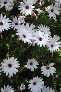 Nature daisy plant