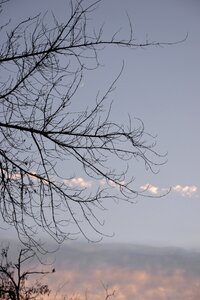 Sunset new moon tree