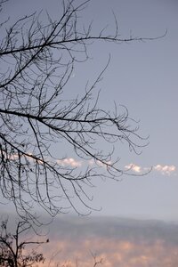 Sunset new moon tree photo