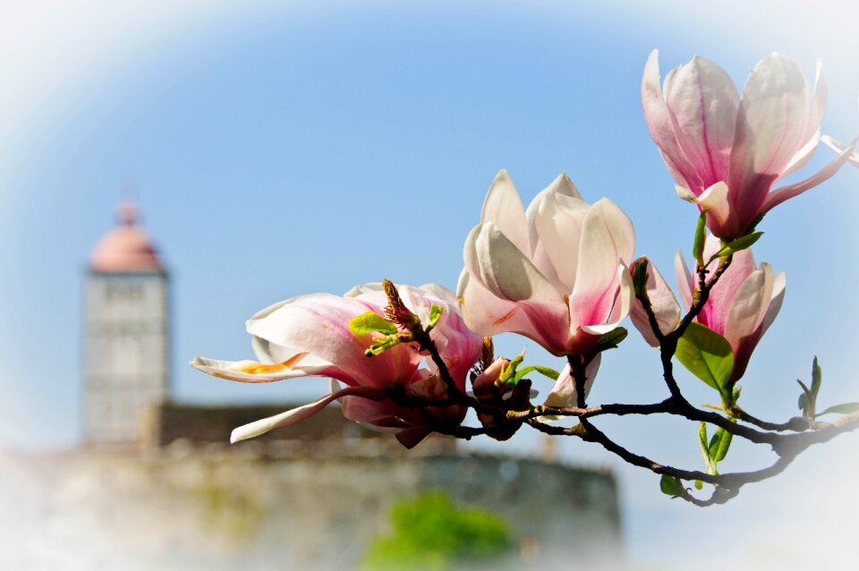 Spring nature castle