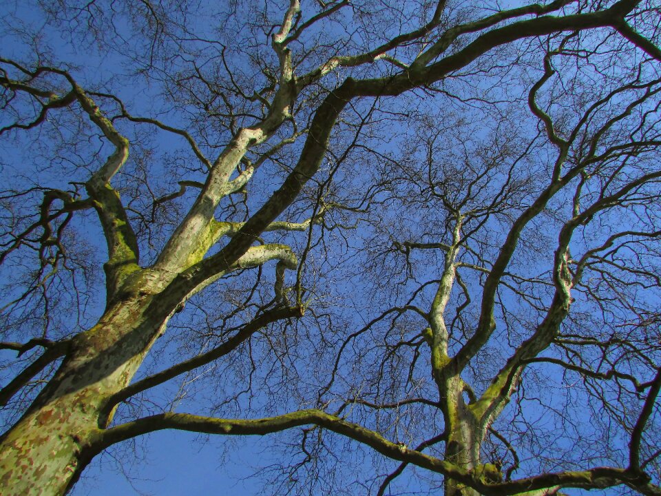 Gnarled branches spring