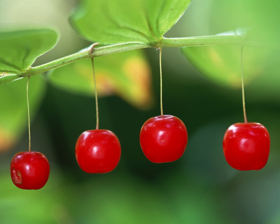 Red berries fresh medium fruit