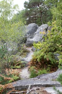 Wood hiking nature