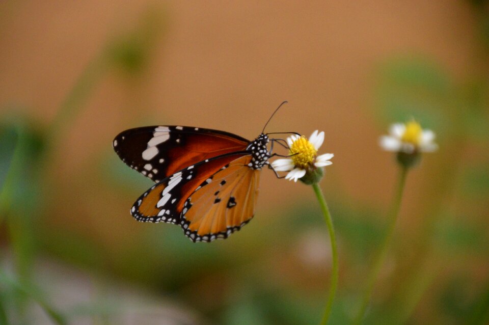 Butterfly on top Free photos