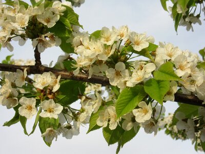 White blossom tree spring